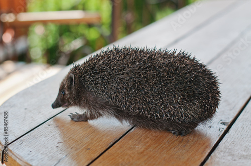 hedgehog on the wooden table photo