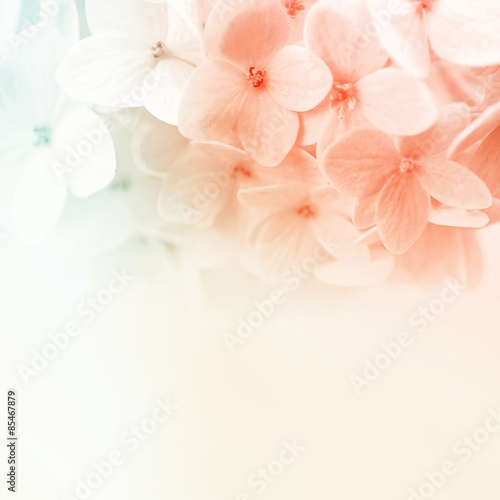 vivid color flowers in soft and blur style for background © number1411