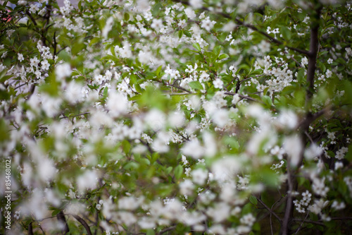 Blurred cherry blossoms