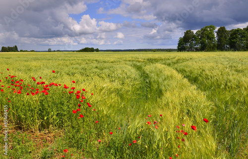 Summer in Latvian countryside