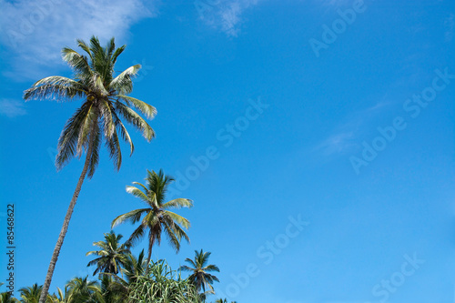 Coconut palm trees and sky in remote location, Southern Province, Sri Lanka, Asia.