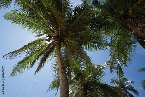 Coconut palm trees with fruit in remote location, Southern Province, Sri Lanka, Asia. © artesiawells