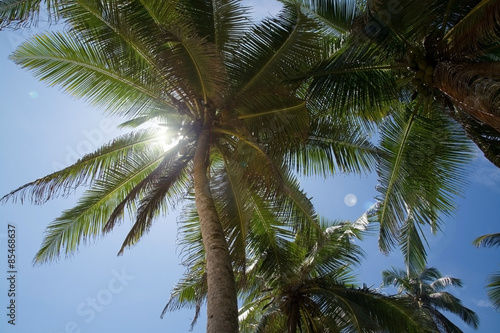 Coconut palm trees with fruit and solar flare, Southern Province, Sri Lanka, Asia.