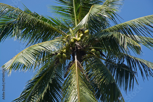 Coconut palm tree and blue sky with fruit in remote location, Southern Province, Sri Lanka, Asia.