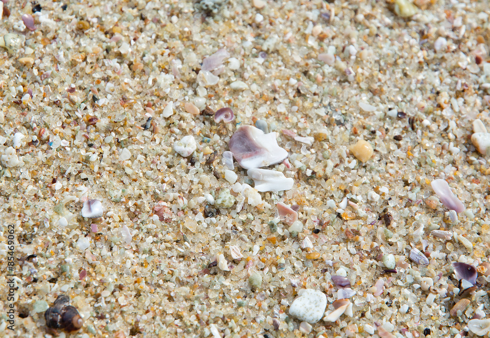 Seashells on sandy beach in Southern Province, Sri Lanka, Asia. Seashells on sandy beach in Southern Province, Sri Lanka, Asia.
