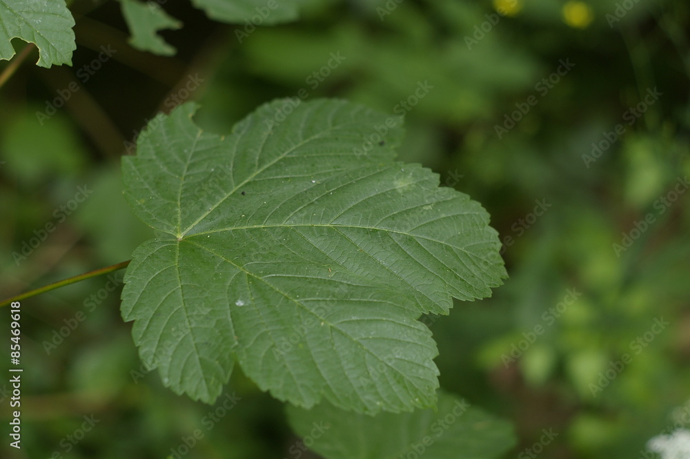 Maple tree leaf. Acer Pseudoplatanus Maple tree leaf. Acer Pseudoplatanus