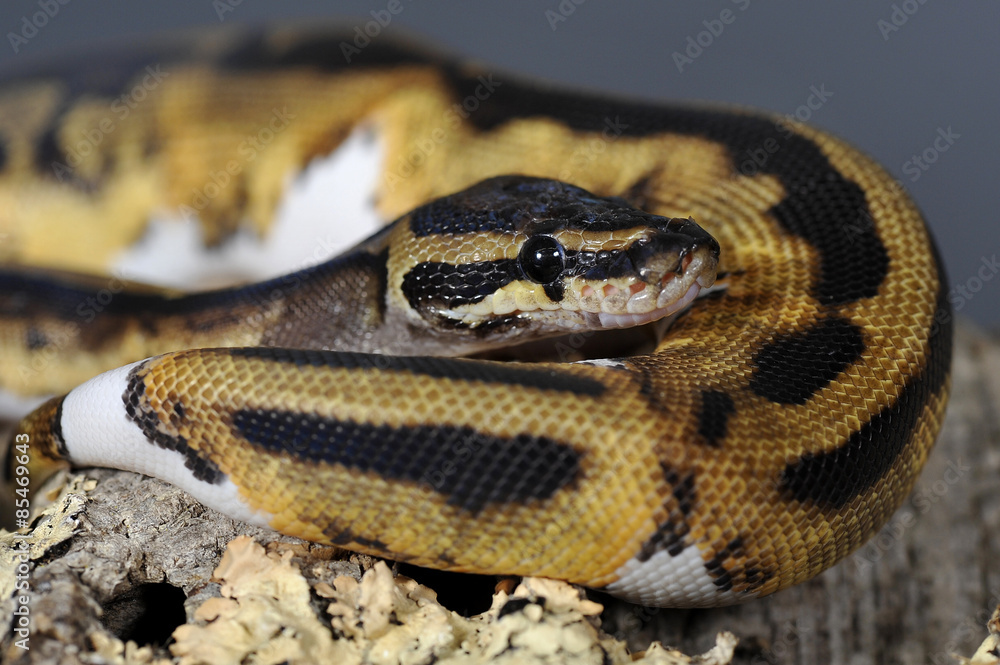 Python regius pied-ball Python regius pied-ball