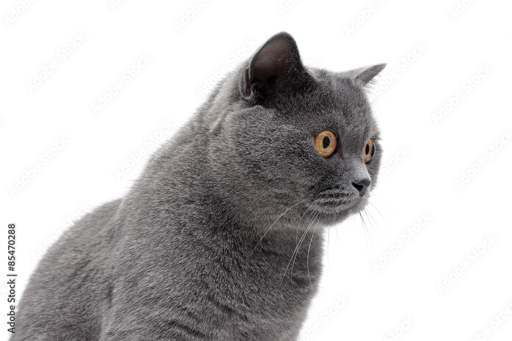 portrait of a cat with yellow eyes on a white background