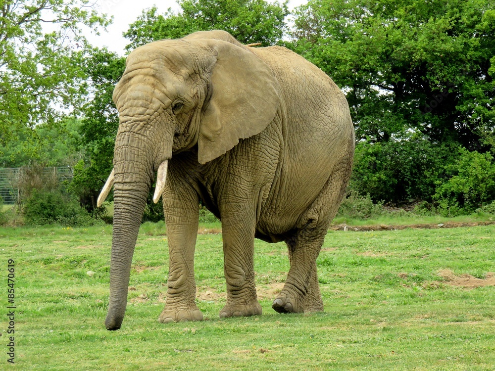 Fototapeta premium éléphant