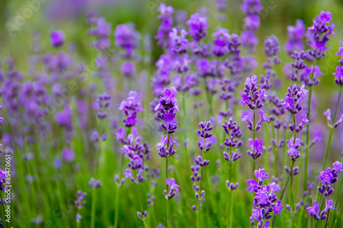 selective focus field lavender flowers