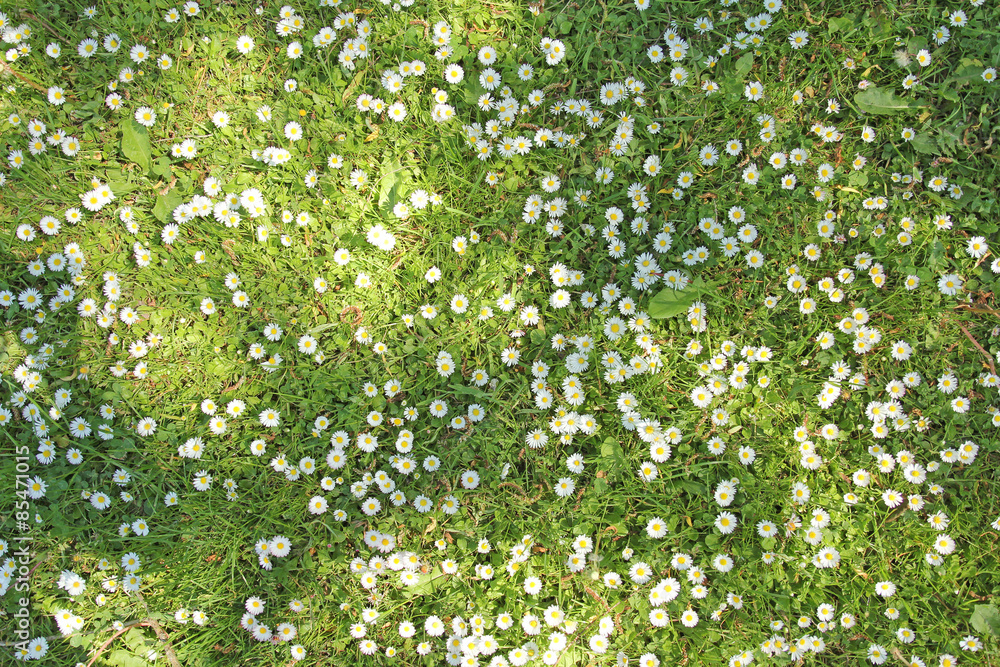 Meadow with daisies, green background with flowers. Meadow with daisies, green background with flowers.
