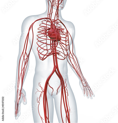 Canvastavla heart and cardiovascular circulatory
