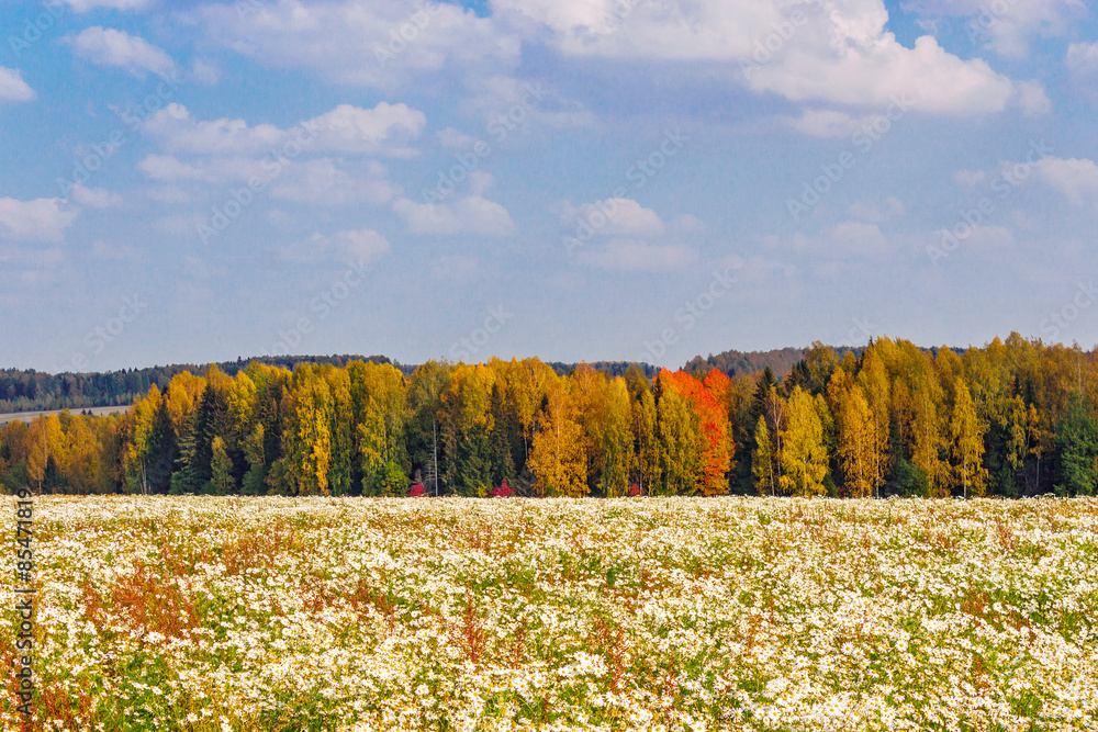 Obraz premium daisies field