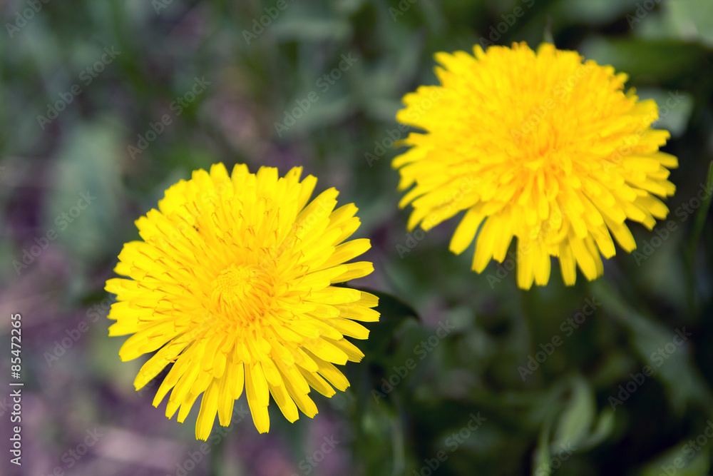 Yellow dandelion in nature Yellow dandelion in nature