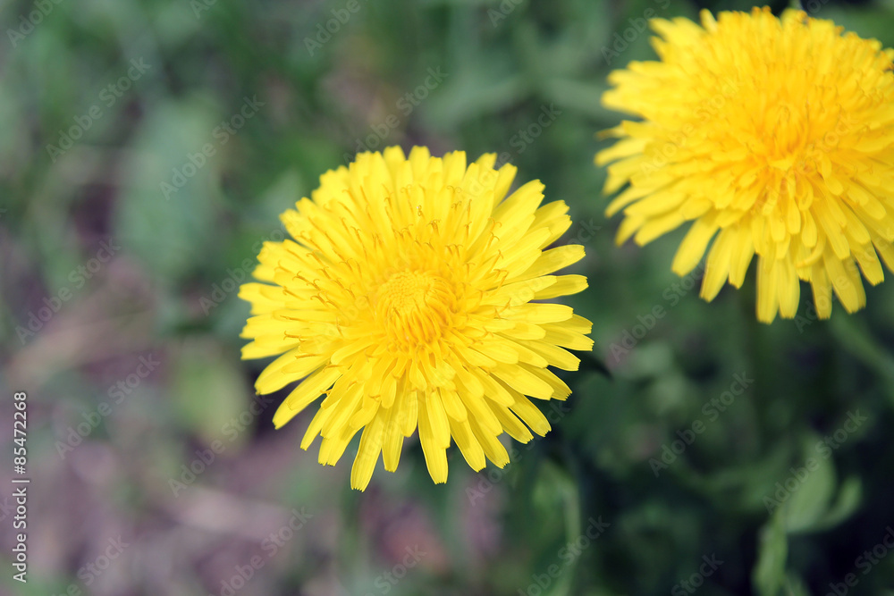 Yellow dandelion in nature Yellow dandelion in nature