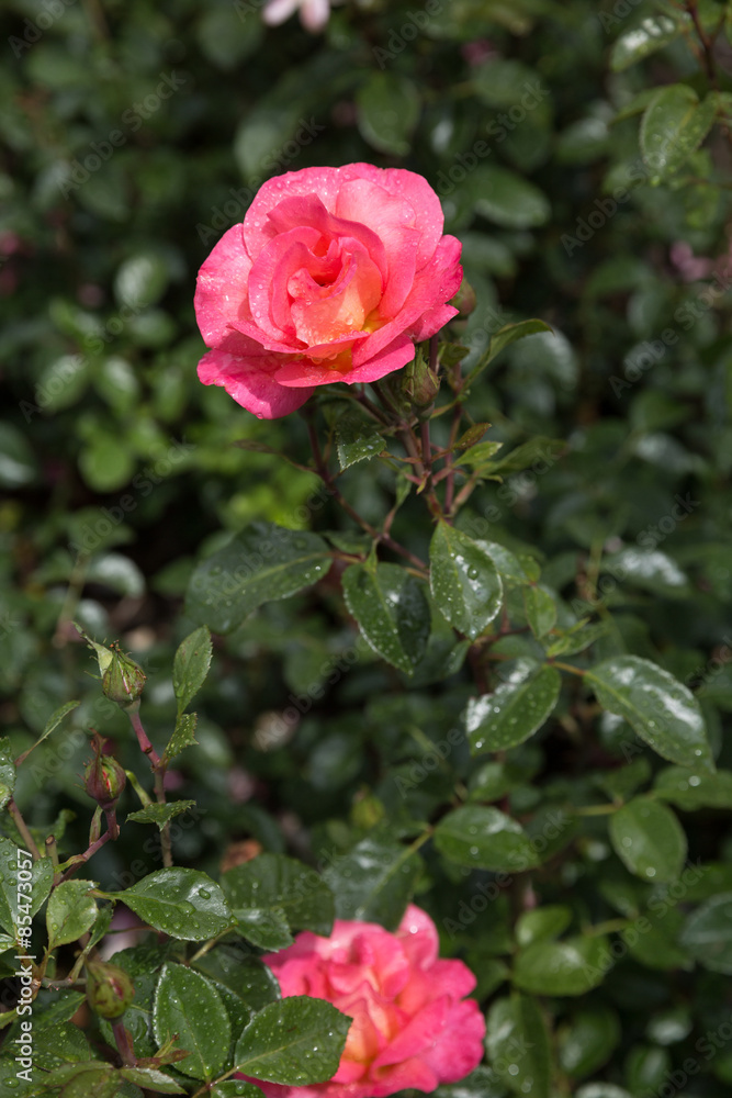 Feuerrote Rosen Feuerrote Rosen