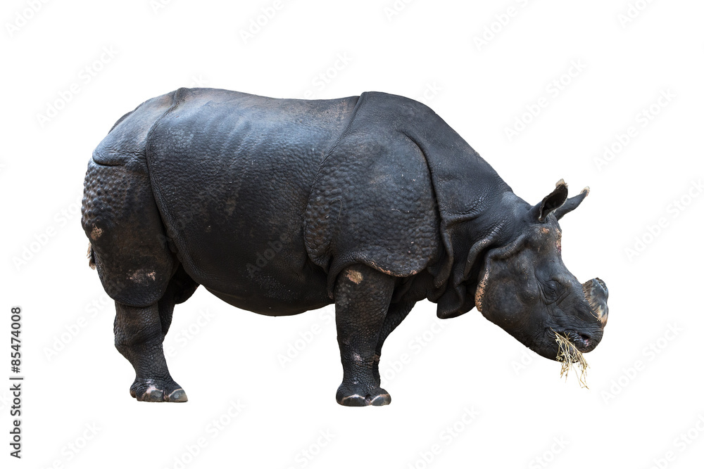 Fototapeta premium Huge rhino isolated on white background