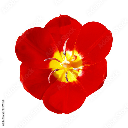 Red tulip on a white background, close-up