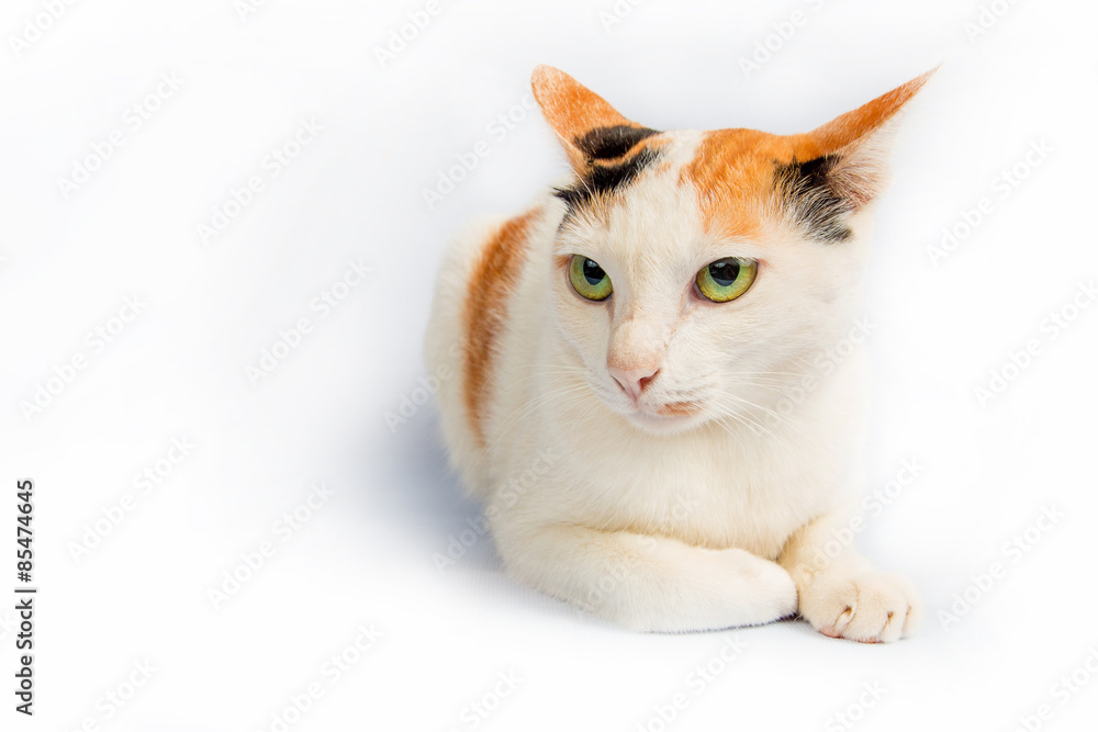 Fototapeta premium cat crouching staring