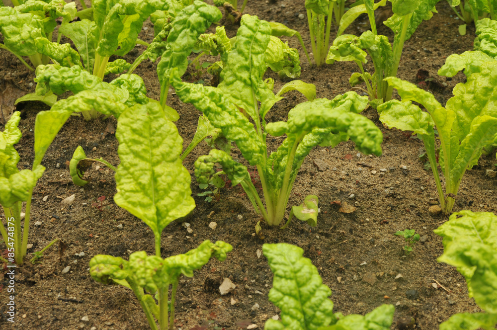 Mangold Jungpflanzen im Beet Mangold Jungpflanzen im Beet
