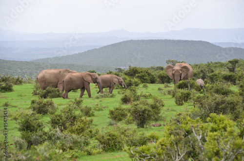 Elefanten in der Wildnis © NiconPhotography
