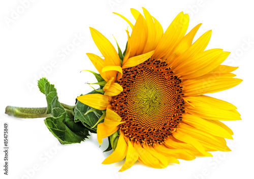 a sunflower on a white background