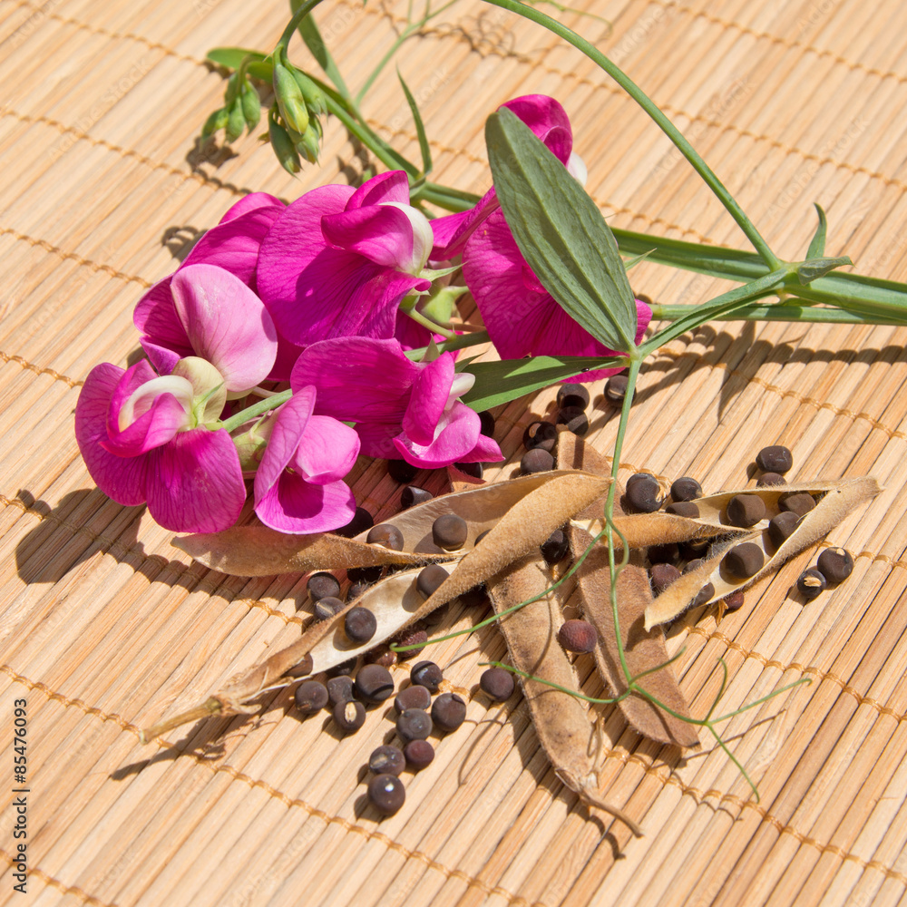 Wicken Vicia StockFoto Adobe Stock