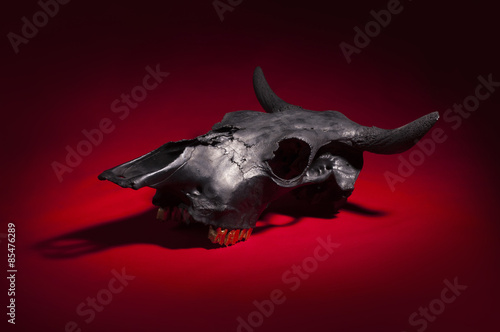 Black bulls skull