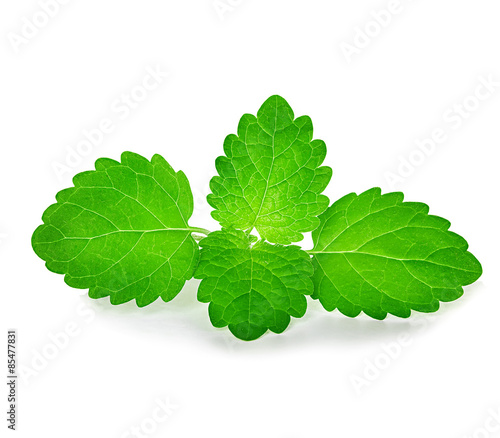 mint leaves isolated on white background