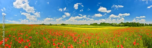 Obraz Panorama maczka pole w lato wsi