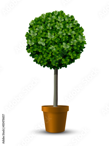 Decorative trimming boxwood