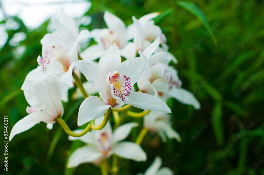 Obraz premium White Orchid