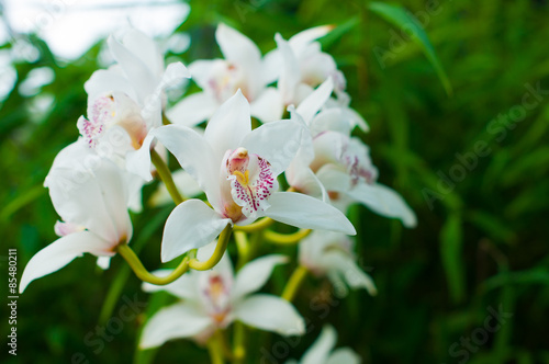 White Orchid photo