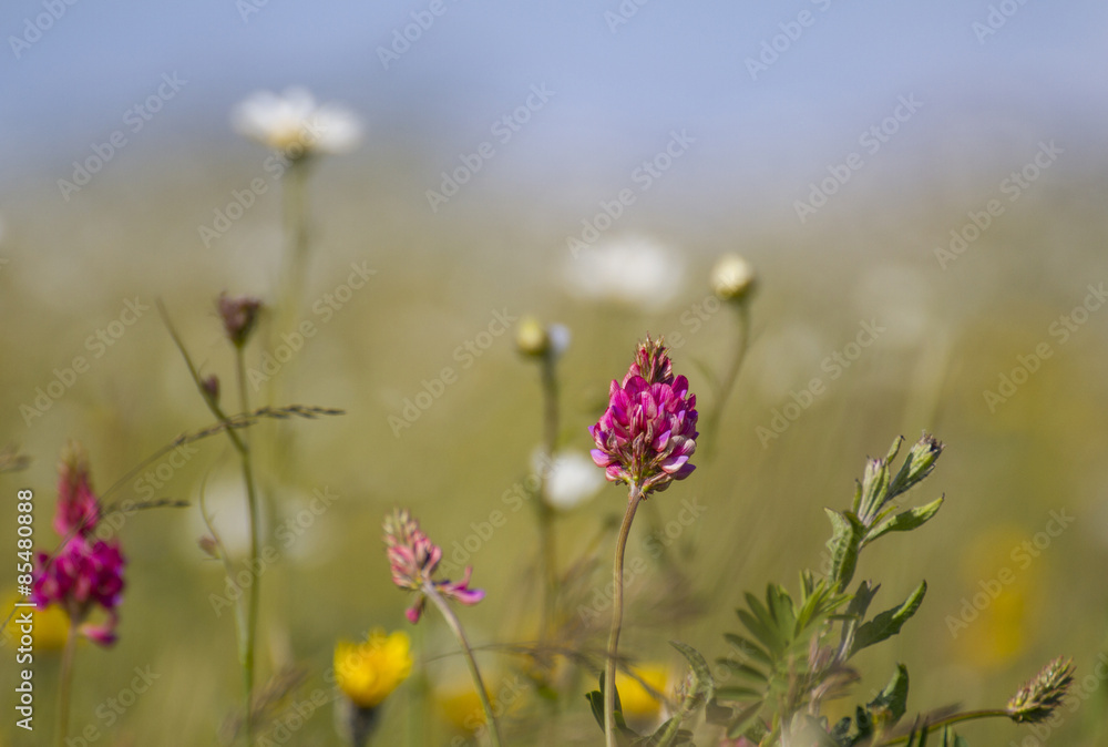wild flowers in meadow on bright day