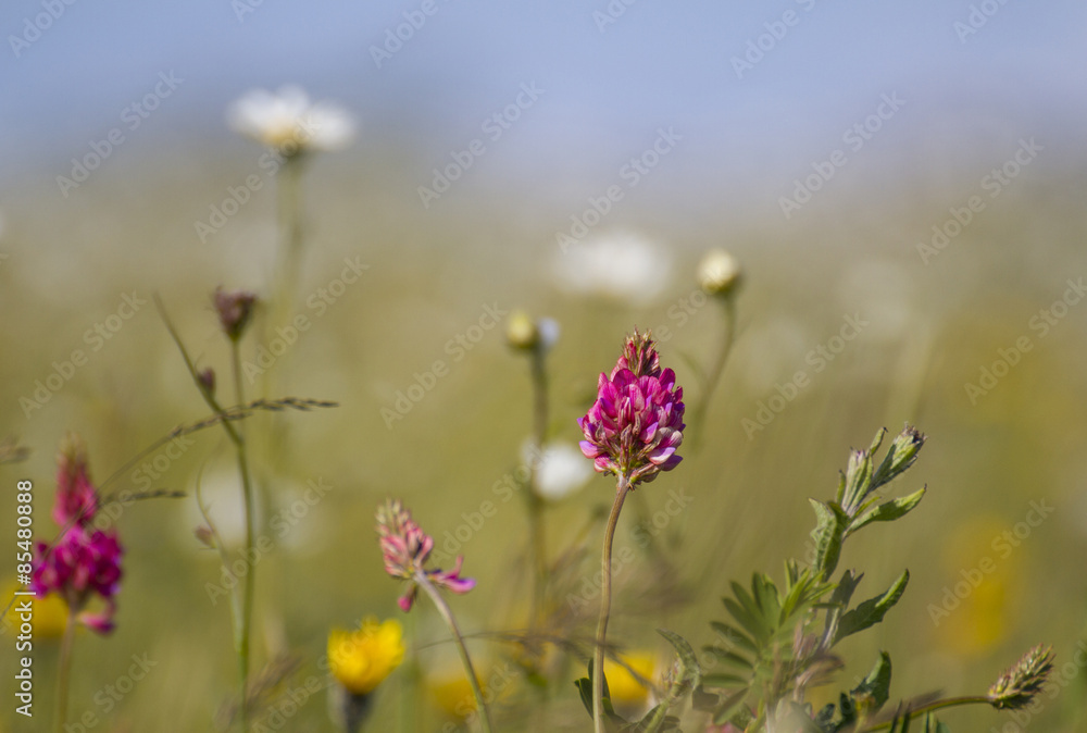 wild flowers in meadow on bright day wild flowers in meadow on bright day