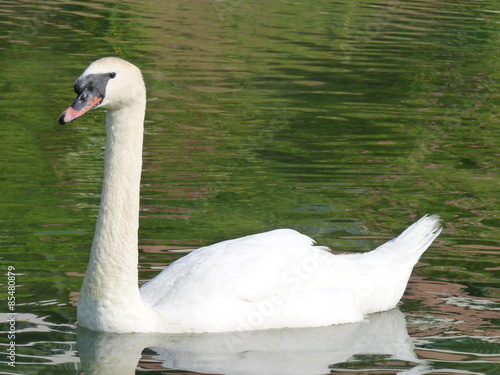 cygne