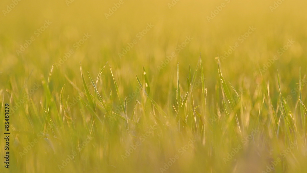 Green field of young wheat. 4K UHD.
Green field of young wheat. 4K UHD.