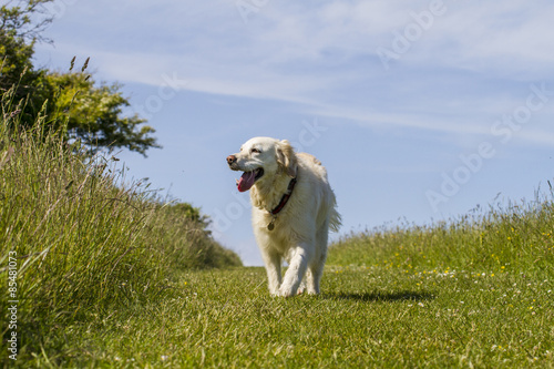 retriever pet dog loving life on walk