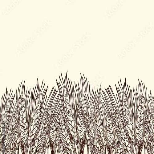 Engraved wheat background
