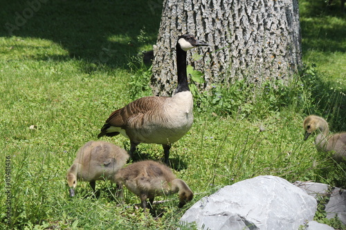 goose, bird, nature, young, gosling, waterfowl, grass, spring, geese, fluffy, outdoors, color, babies, goslings, golden, branta, canadensis, adorable, fauna, beauty, fuzzy, chicks, beak, adults

