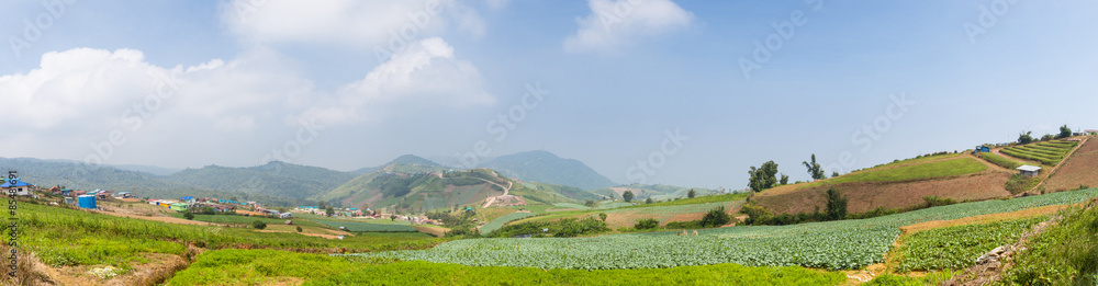 Panorama cabbage cultivation area