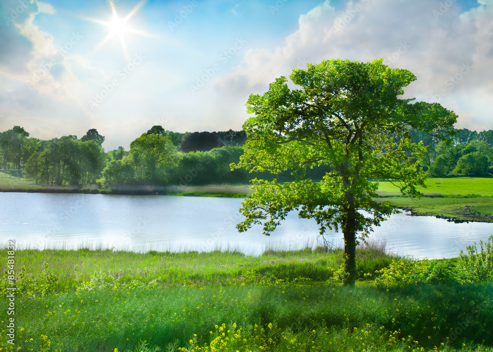 baum in sommerlicher landschaft,norddeutschland
