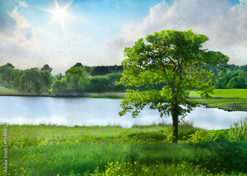 Obraz na płótnie baum in sommerlicher landschaft,norddeutschland w salonie