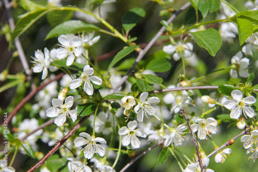 Fototapeta premium Blossoming of cherry flowers with green leaves