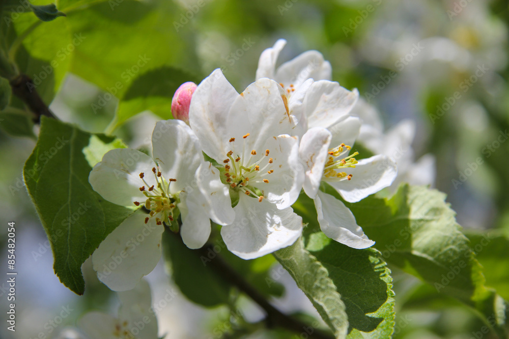 Apple tree flowers Apple tree flowers