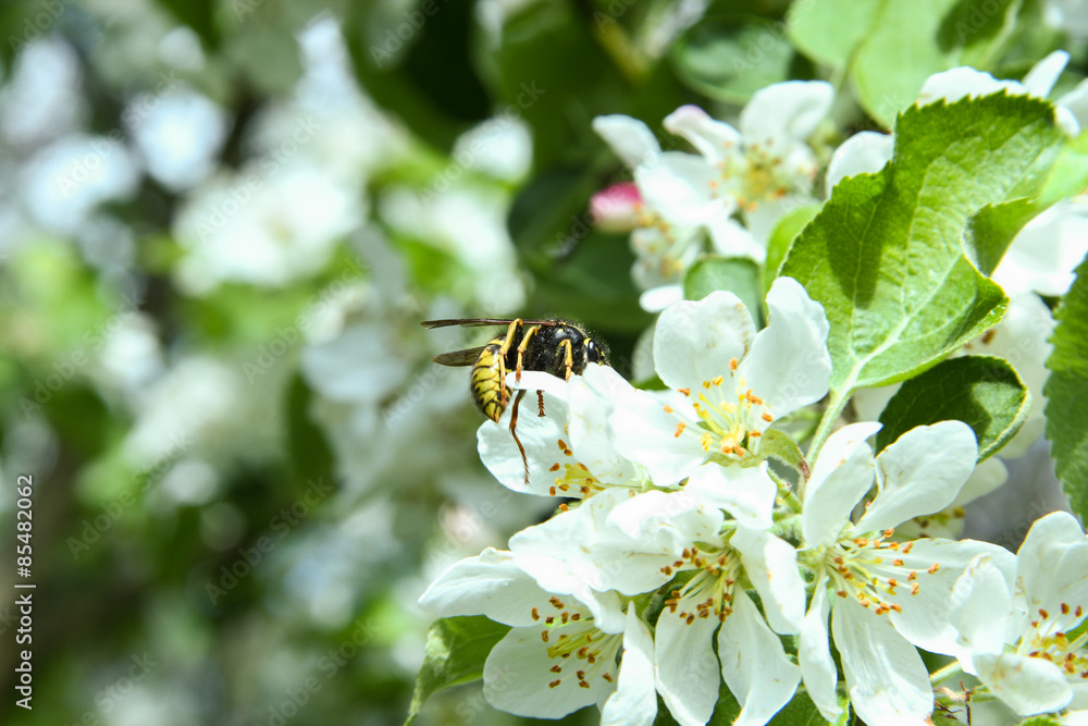 Branch of apple tree in bloom Branch of apple tree in bloom