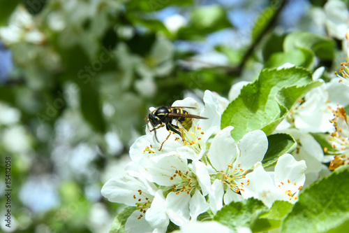 Branch of apple tree in bloom