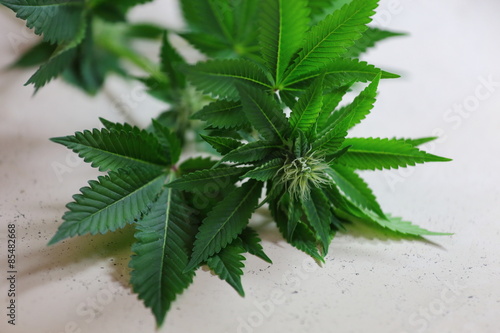 A close up view of a marijuana plant in mid bloom