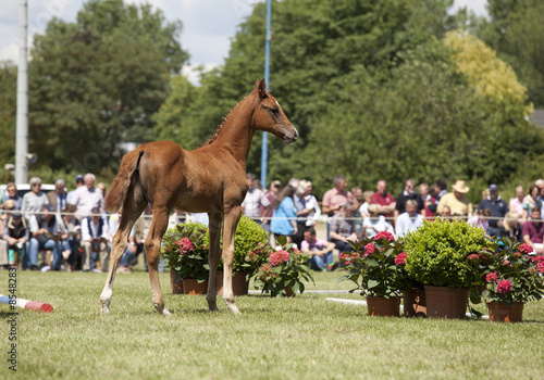 brown colt foal show