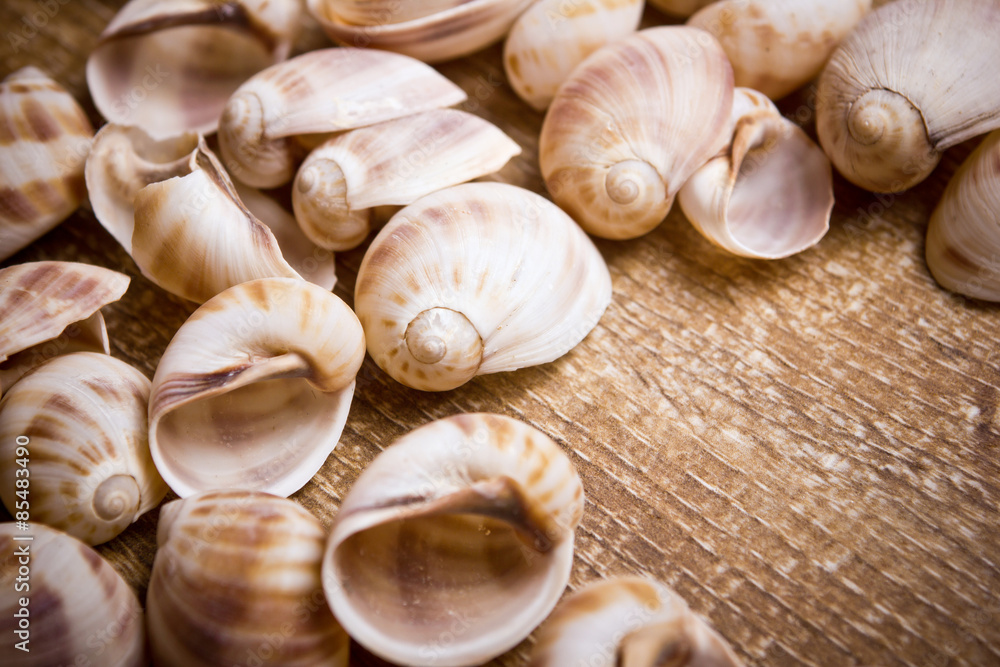 Decorative snail shells on wooden table texture.